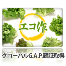 エコ作