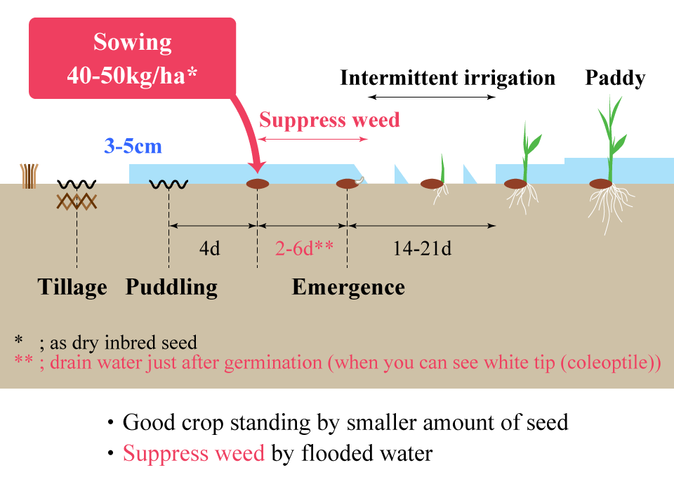 Water-seeding by iron-coated seed