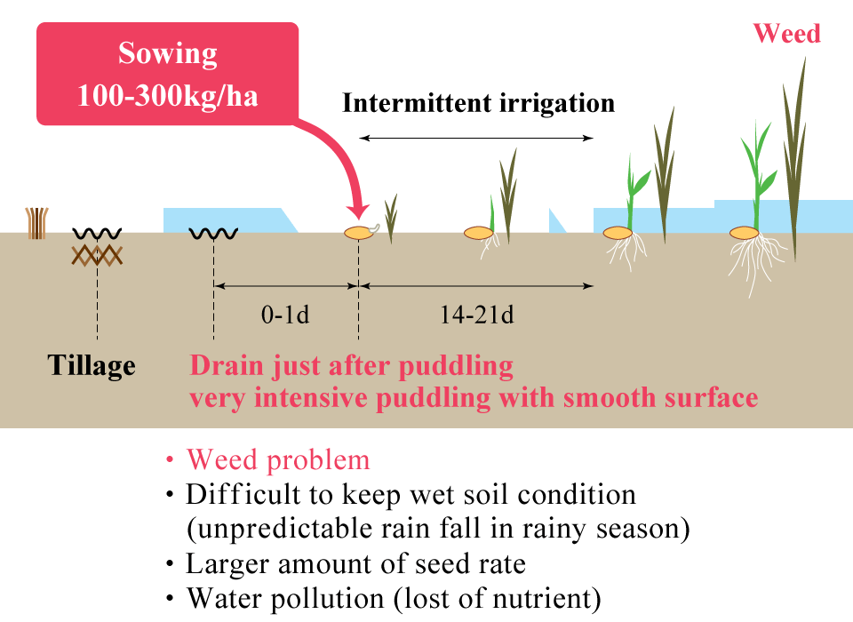 Conventional wet-seeding by pre-germinated seed