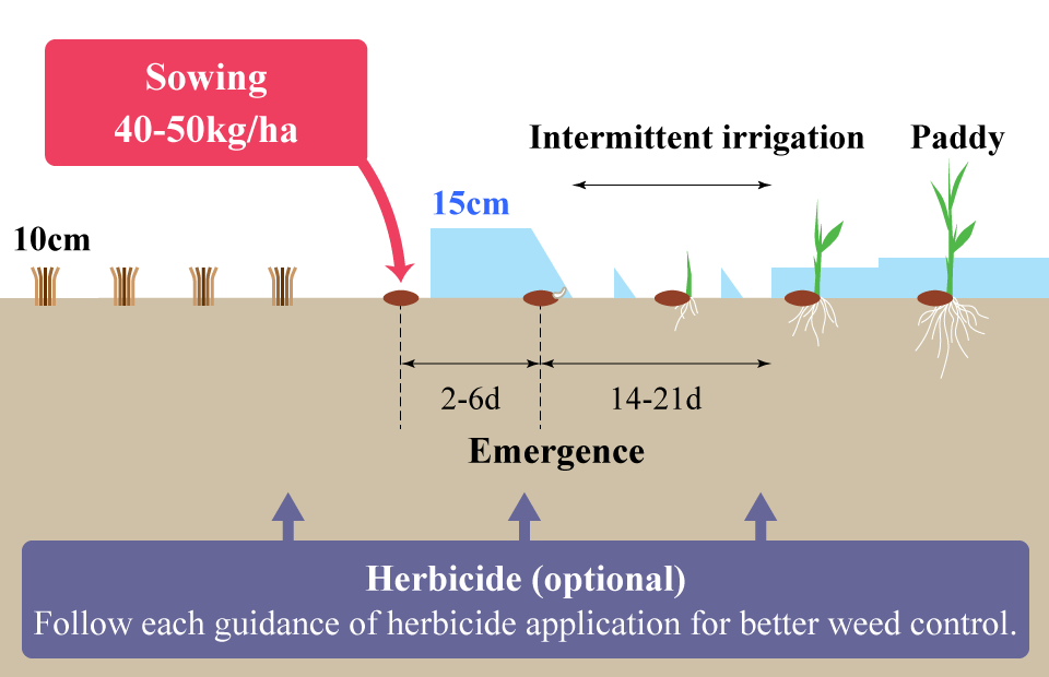 Zero-tillage/Non-puddled/Dry-seeding