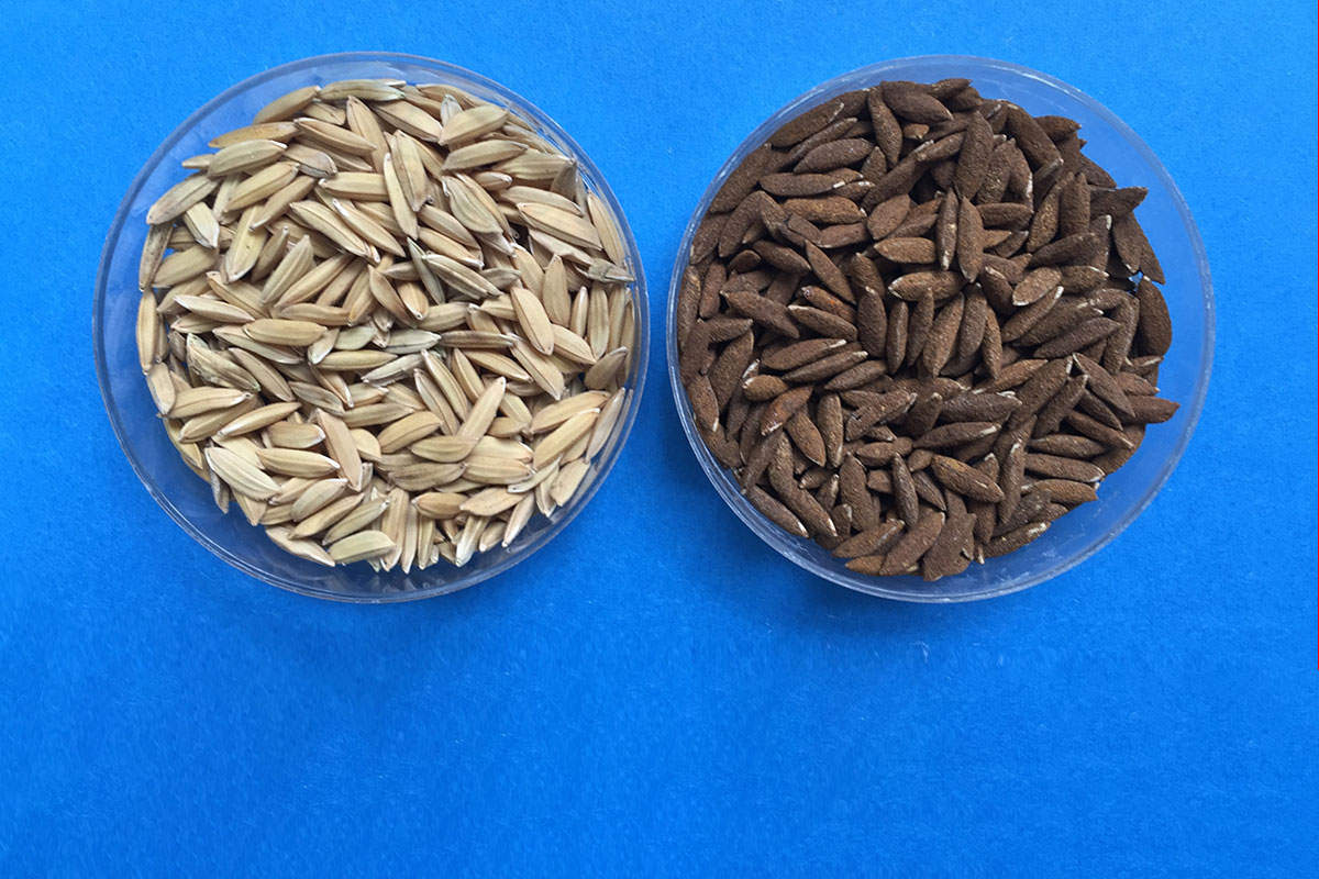 2. Iron-Coating on Rice Seed