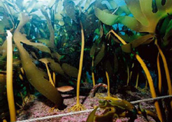 城ヶ島（神奈川県）カジメなど海藻が繁茂
