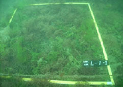 Seaweed growing among Marine Stone