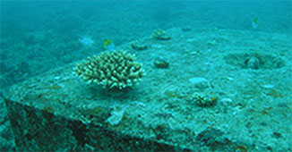 Coral and other sea life growing on Marine Block