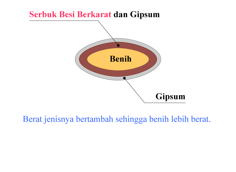 Gambar irisan dari Benih Terlapisi Besi/ Iron-coated seed