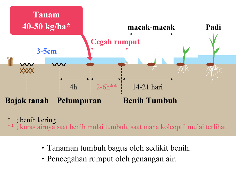 Sistem tanam benih dalam air tergenang memakai benih terlapis.