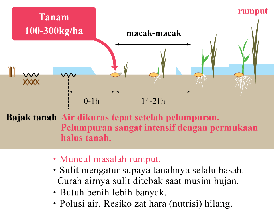 Sistem tanam secara pelumpuran model lama,memakai benih berkecambah