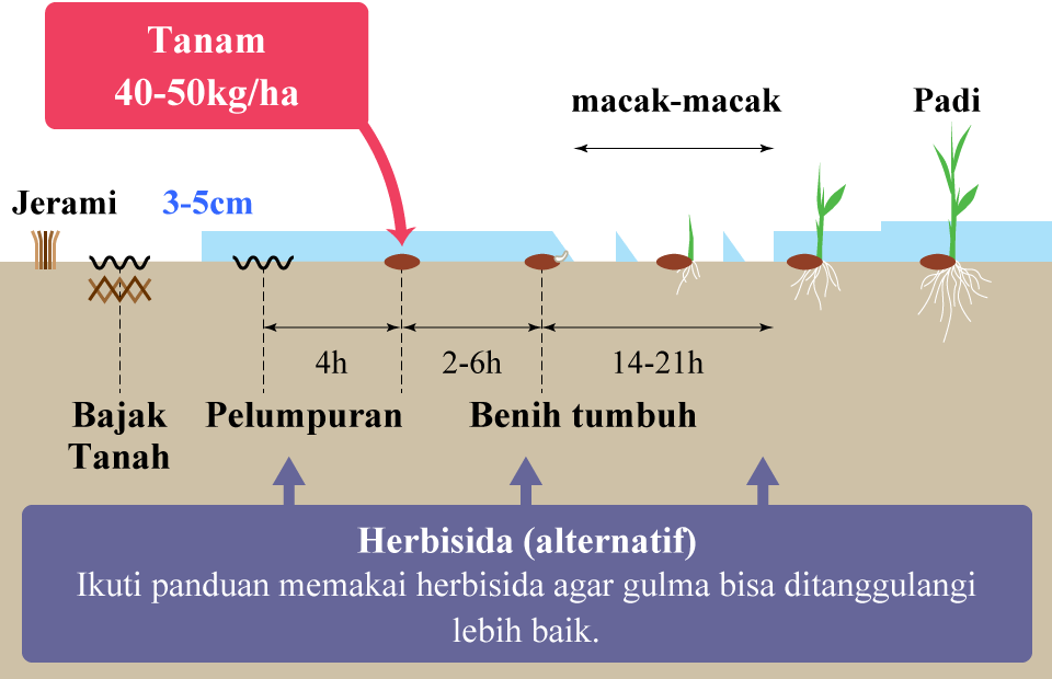 Sistem Tanam Benih Jenis Tergenang