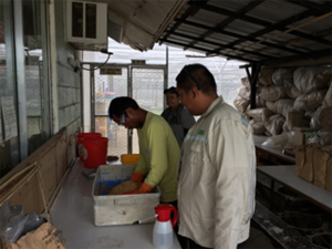 Production of iron-coated seeds at IRRI. Coating work with hands for small farmers (left) and with machine for mechanized farmers (right).