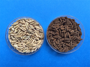Seeds, intact (left) and coated with iron powder (right)