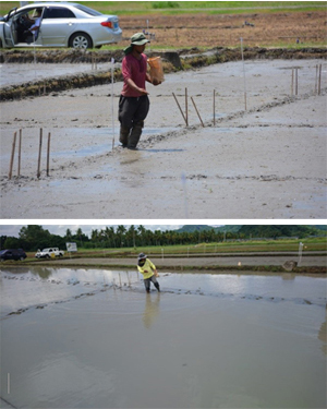 Seeding iron-coated seeds in IRRI fields in wet (upper, drained just after puddling) and water (lower, with standing water) seeding.
