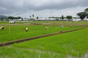 Crop establishment in water (in the front, little weeds) and wet (behind, with IRRI staffs working) seeding of iron-coated seeds at IRRI, 17 July 2019.