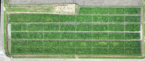 Aerial view of experimental fields at IRRI, 14 August 2019.