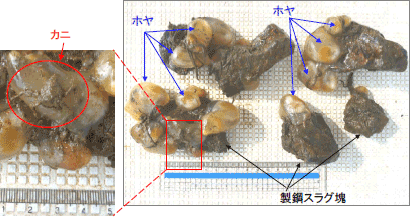 製鋼スラグに付着していたホヤとカニ