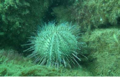 八景島（神奈川県）　ウニの生息を確認 