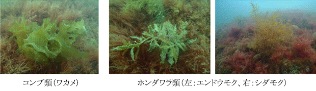 〇大型褐藻類