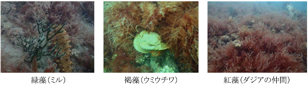 〇小型海藻類