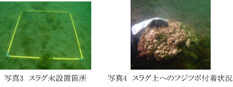 写真2　瀬戸内海沿岸域に設置したスラグ資材に着底・繁殖した海藻類