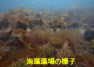 海藻藻場の様子