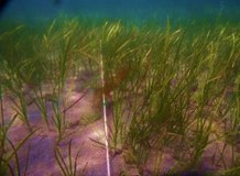 人工海藻藻場岸側の海草藻場の様子