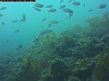 海藻藻場に蝟集するメバル