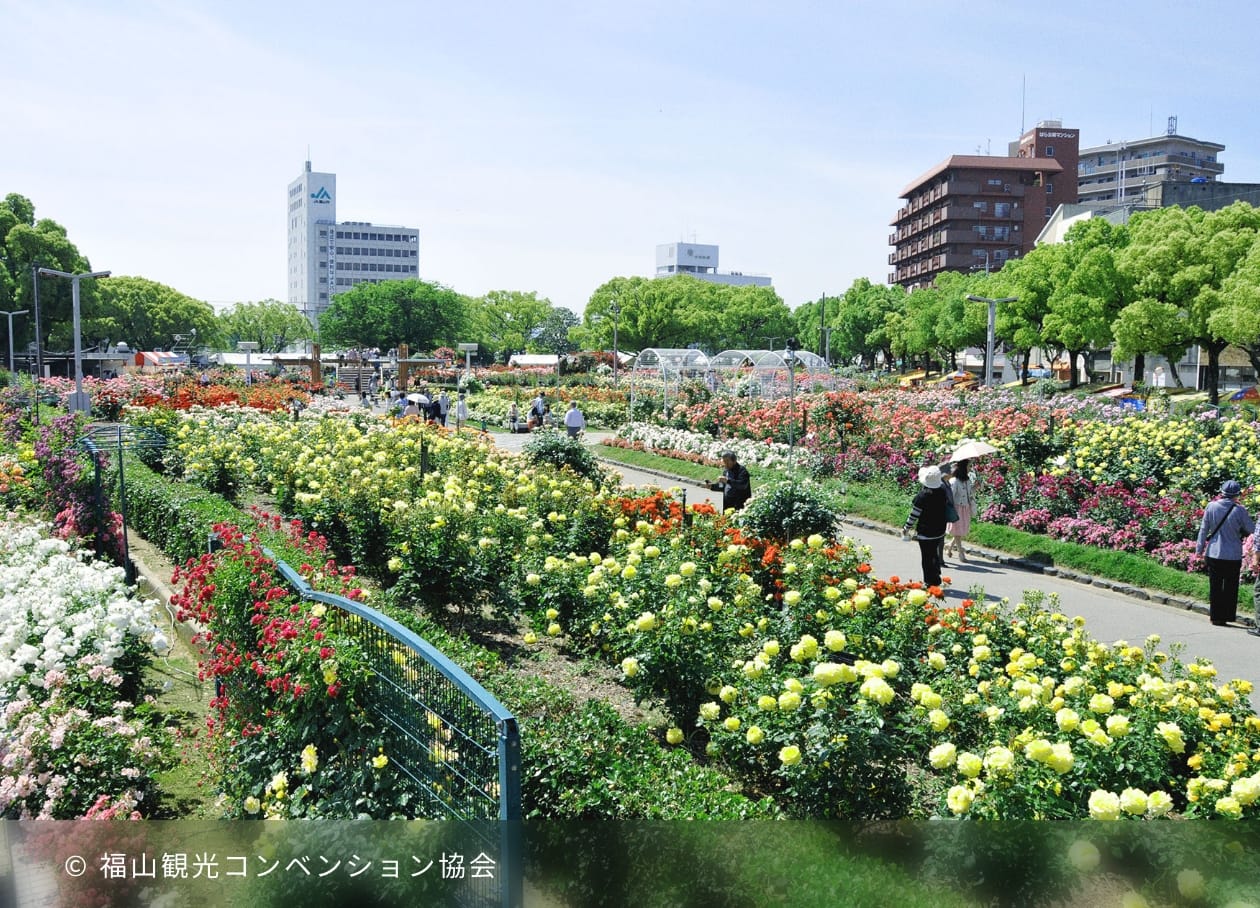 福山バラ公園