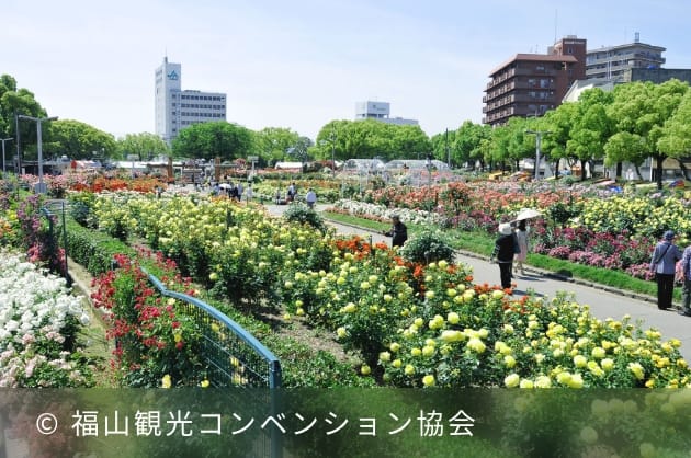 福山バラ公園